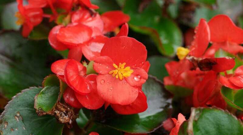 Mindignyíló Begónia (begonia Semperflorens